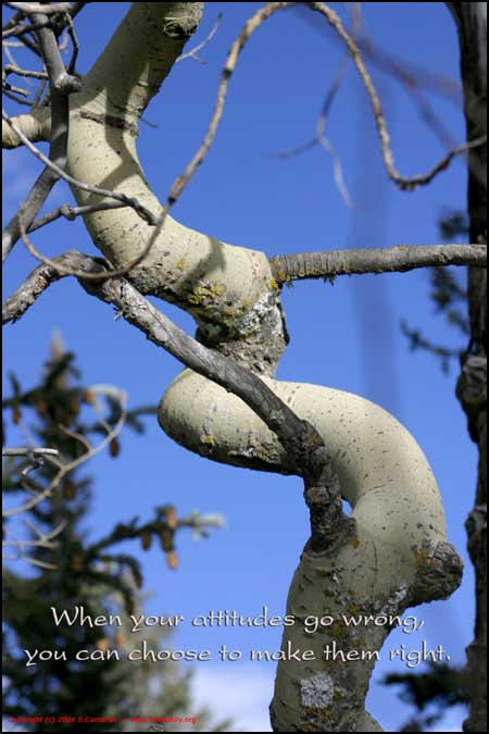 Click to Enlarge